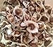 1000 Moringa Oleifera Seeds Drumstick Tree Pure Organic 100% primary