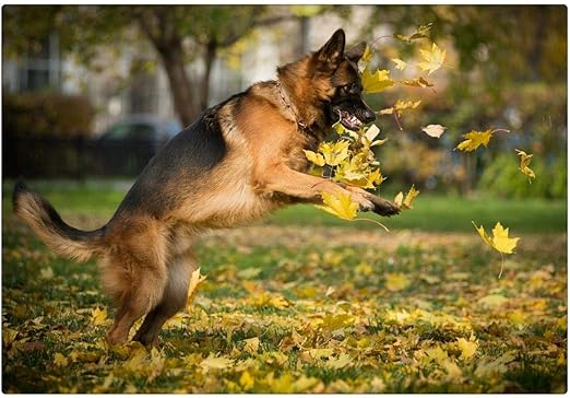 adult german shepherd