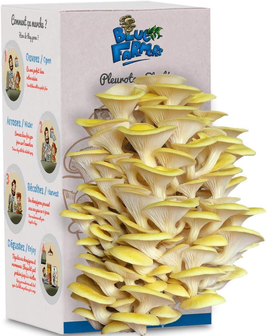 Mushroom Growing Kit - Blue Farmers - Grows in 10 Days - Grey, Pink and Yellow Oyster Mushrooms Grown on Coffee Grounds - Ready to Grow Mushrooms - Family Size for 3-4 People (Yellow)