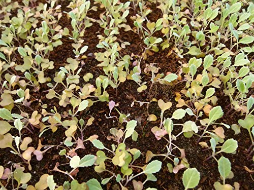 Portal Cool 100 Seeds Nt of Cabbage Kale Black/Kale Palm Tree of Tuscan/Nero Di Toscana