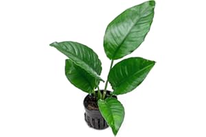 SubstrateSource Anubias Live Aquarium Plants - Potted Freshwater Plant for Fish Tanks, Terrariums - Beginner Friendly Low Light (Heterophylla, 1 Pot)