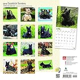 Image de Scottish Terriers 2018 12 x 12 Inch Monthly Square Wall Calendar, Animals Dog Breeds (Multilingual Edition)