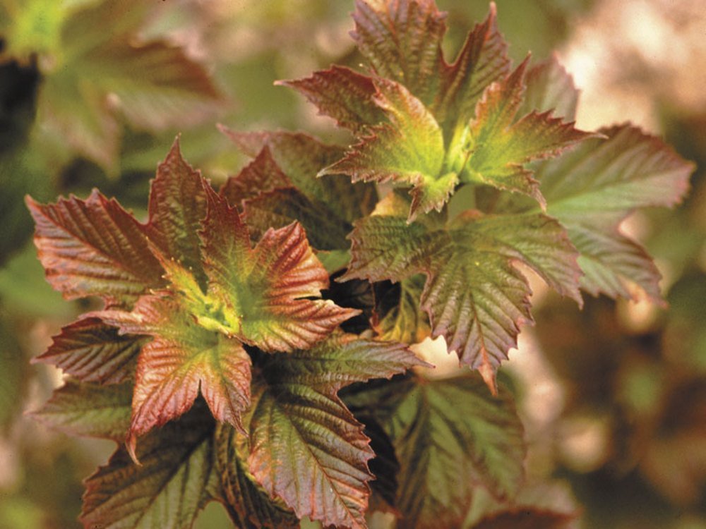 'Redwing' Viburnum Shrub - Red Foliage - Flowering Shrub - 4" Pot
