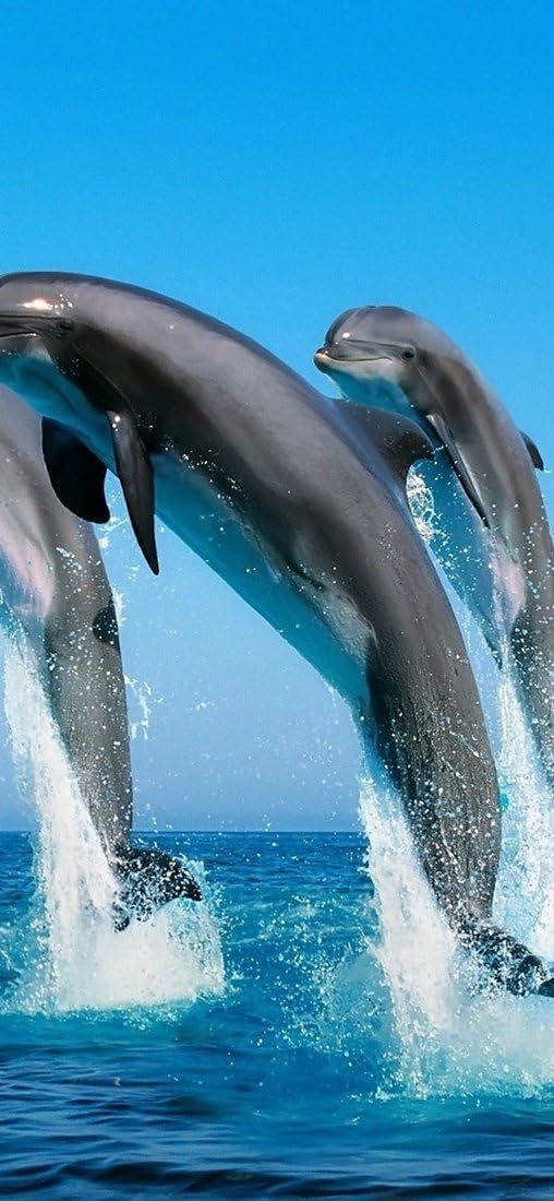PeelitStickit Dolphin Underwater, Undersea Wall Murals ID-005, vinyl, Multi-colour