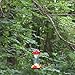 Perky-Pet 131TF 16-Ounce Glass Top Fill Hummingbird Feeder, Red
