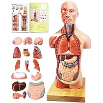 Brain Model 16-Piece Human Torso Anatomy Model (17
