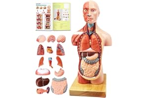 EVOTECH SCIENTIFIC EVOTECH 2024 Newest Human Body Model for Kids, 15 Pcs Removable 11 inch Human Torso Anatomy Model with Heart Head Skull Brain Skeleton Model, Age 4+, Preschool & School Medical Education Display