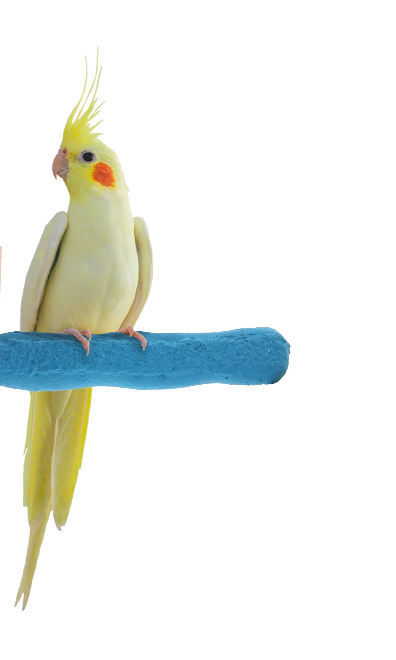 Sweet Feet and Beak Comfort Grip Safety Bird Pumice Perch - Patented Bird Perch Keeps Nails and Beak in Top Condition - Imitates Birds' Life in the Wild - Non-Toxic - Hangs Easily - X-Small - Blue
