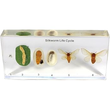 Amazon.com: REALBUG Lifecycle of a Silkworm: Toys & Games