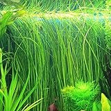 10g Aquarium Grass Plant Seeds Water Grasses-Big