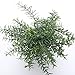 HC STAR Artificial Plant Potted Mini Fake Plants Indoor Pot for Fake Potted Plants Decorative Lifelike Artificial Plants & Flower Green Plants for Farmhouse Office Bathroom Shelf Desk Table Home Decor