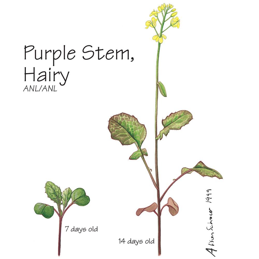 Wisconsin Fast Plants Hairy Purple Stem Seed Pack Of 50 School Curriculum Sets Amazon Com Industrial Scientific