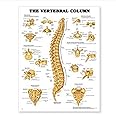 Wolter Kluwer Wolters Kluwer Health Anatomical Chart Series, Vertebral Column Chart - Styrene Plastic
