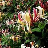 JASMINE AND HONEYSUCKLE FRAGRANCE OIL - 2 OZ - FOR CANDLE & SOAP MAKING BY VIRGINIA CANDLE SUPPLY - FREE S&H IN USA