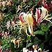 JASMINE AND HONEYSUCKLE FRAGRANCE OIL - 2 OZ - FOR CANDLE & SOAP MAKING BY VIRGINIA CANDLE SUPPLY - FREE S&H IN USA