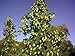 Willamette Beer Hops Vine - Humulus - Grow your own Beer - 2.5