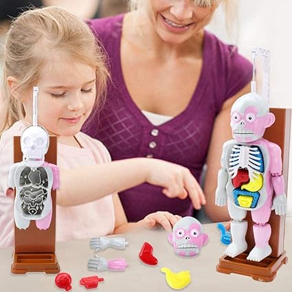 human body educational toys