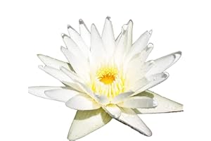 (Nymphaea Denver) Hardy Water Lily Tuber Live Water Plants for Pond Balcony Porch Decorations by Greenpro