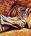 5D DIY Diamond Painting kit Rhinestone Embroidery Cross Stitch Arts for Craft Home Wall Decor,Reading Book Cat
