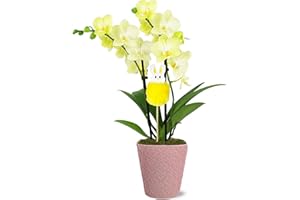 Just Add Ice JAI758 Yellow Orchid with Yellow Bunny Pick, Easter Decoration, Live Indoor Plant, Spring Flower, 3" Diameter, 15" Tall, Pink Ceramic Pottery