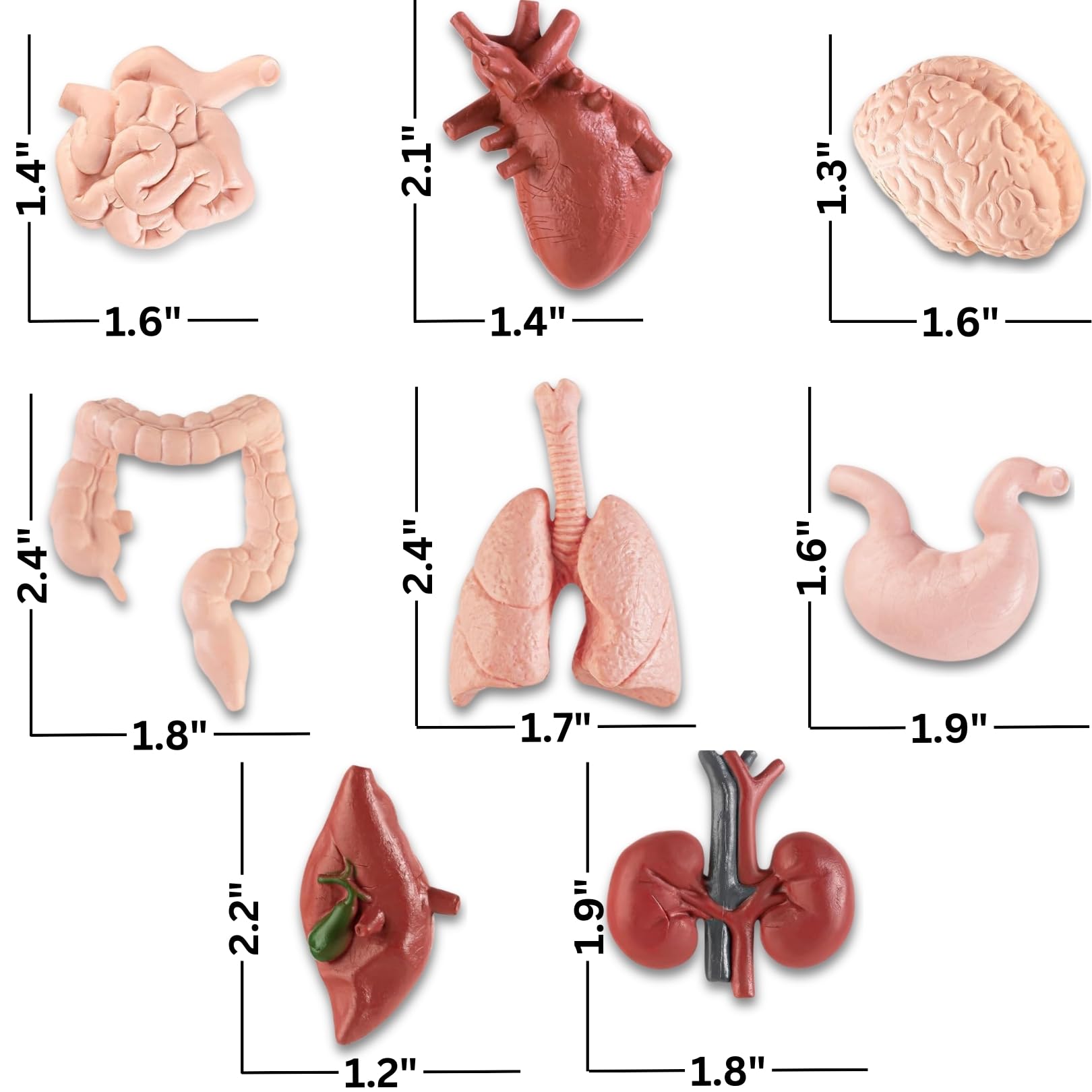 Mua Liberty Imports 8 PCS Human Organs Toy Body Parts Figurines - 3D ...