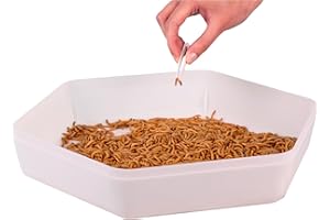 Hatching Time Mealworm Storage Tray with Lid & Carbon Filter – Eco-Friendly Recycled Plastic Container for Mealworms, Super W