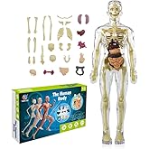 Kids Anatomy Toys Interactive Human Body Model, 11.22 Inch DIY Assembled Human Torso Organ Model for Kids Children Learning Science Anatomy, Ages 6+ (Fully Transparent)