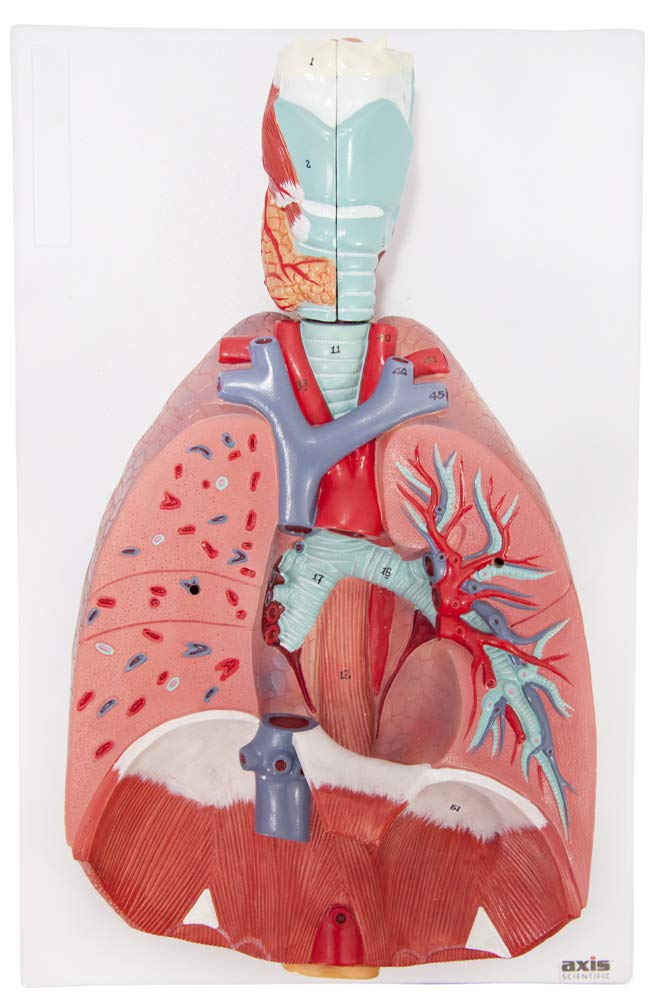 Axis Scientific 3/4 Life-Size Human Lung and Respiratory System Model - 7 Removable Parts Includes 2-Part Heart, Detachable Larynx, and Full Color Product Manual