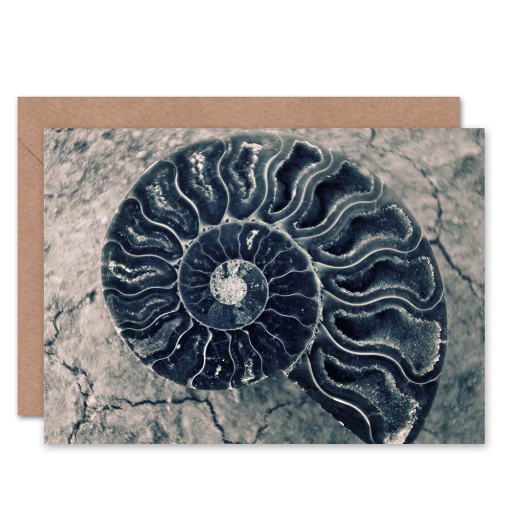 Wee Blue Coo GRAPH NATURE FOSSIL SHELL MARINE LIFE AMMONITE BLANK GREETINGS CARD