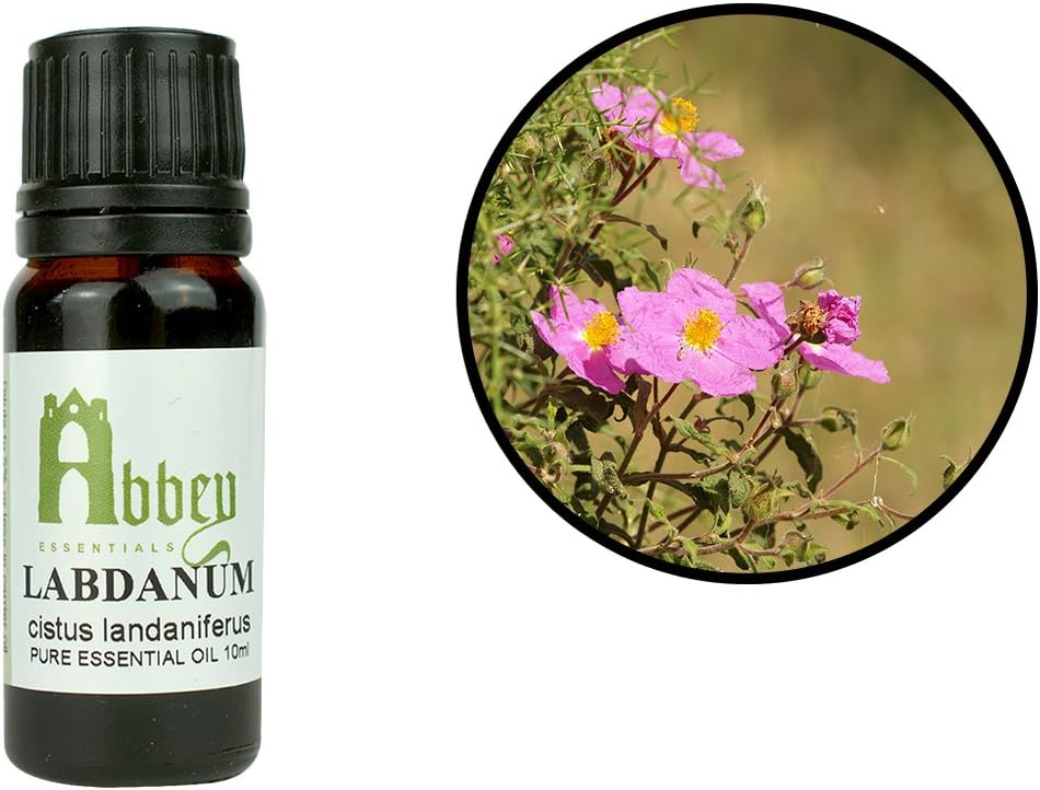 Abbey Essentials Labdanum Essential Oil Help to Treat Symptoms of Cough and Cold Rheumatism Symptoms Relief 100 ml