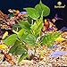 SunGrow Plastic Leaf Plant for Freshwater or Marine Tanks, 8 Inches, Ultra-Realistic Fake Plant, Blunt Leaf Edges Protect Fish Fins, Perfect for 5-Gallon Aquariumthumb 1