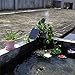 Weanas 9V 2.5W Solar Powered Black Plastic Fountain Pump with Built-in Battery Backup for Garden Fountain Pond Pool Outdoor