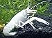 1 Male/Female Pair of White Specter Crayfish/Freshwater Lobsters (2+ inch Young Adult) by Aquatic Arts