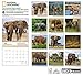 National Geographic Elephants 2017 Wall Calendar