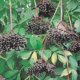 Johns Elderberry Perennial Shrub - Sambucus - Native - 3.25