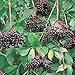 Johns Elderberry Perennial Shrub - Sambucus - Native - 3.25