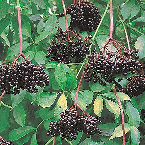 Johns Elderberry Perennial Shrub - Sambucus - Native - 3.25