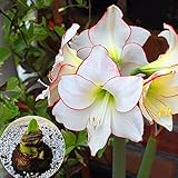 Potted Flowers White Amaryllis Bulbs,Hippeastrum Bulbs (they are not Hippeastrum seeds) - 2 Bulbs