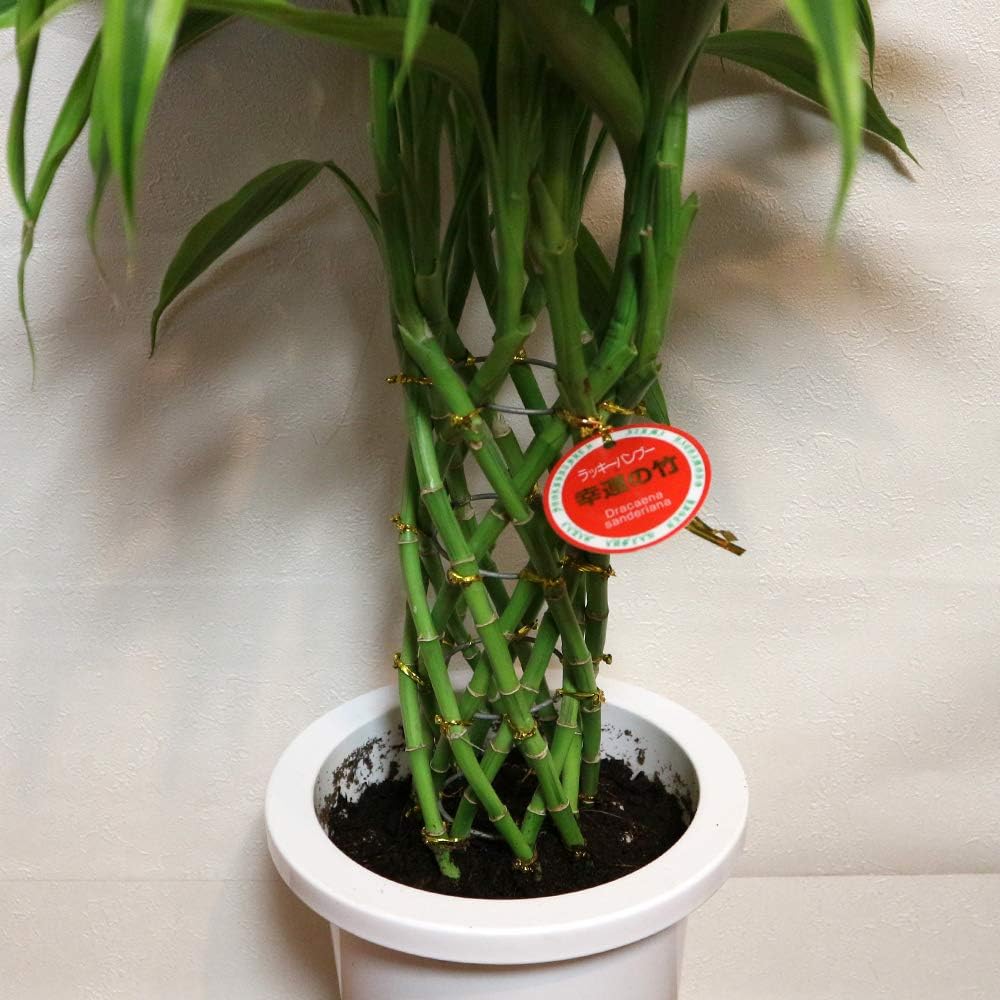 Amazon Co Jp ドラセナ サンデリアーナ ゴールド ラッキーバンブー 観葉植物 中型 7号プラスチック鉢 鉢底からの高さ 約85cm 葉張り 約40cm 品種で選べる観葉植物 リビングやオフィス向きサイズ 1個 サンデリアーナの中でも明るい斑入り葉が美しい