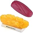 Medarchitect Authentic Human Body Fat & Muscle Replica - 5 lb