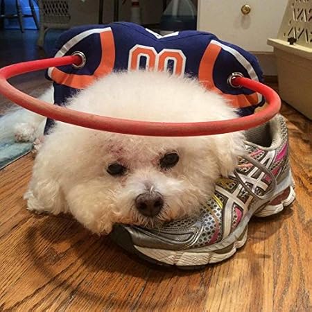 toys for blind dogs amazon