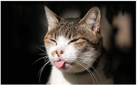 Chat Avec Langue Dehors Animal Casse Tete En Bois 1000 Pieces Jeux De Casse Tete Colores Cadeaux Pour Les Enfants Adultes Diy Modern Art Home Jouets Educatifs Amazon Fr Cuisine Maison