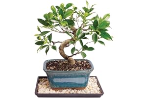 Brussel's Bonsai Live Golden Gate Ficus Indoor Bonsai Tree - Small, 4 Years Old, 5 to 8 In - Live Bonsai Tree in Ceramic Bonsai Pot with Humidity Tray