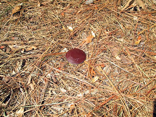 Survey Stake - Low Profile Survey Boundary Marker (Brown)