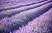 Aplstar 8pcs Artificial Lavender Bouquet in Purple Flowers DIY Floor Garden Office Bridal Home Wedding Decor