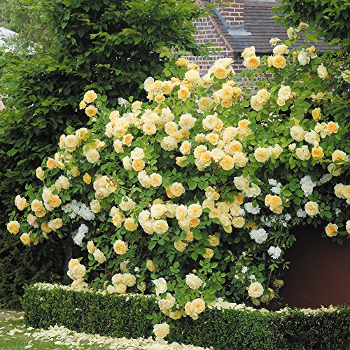 50 Seeds Heirloom Lady Banks Yellow Climbing Rose Flower Seeds bonsai