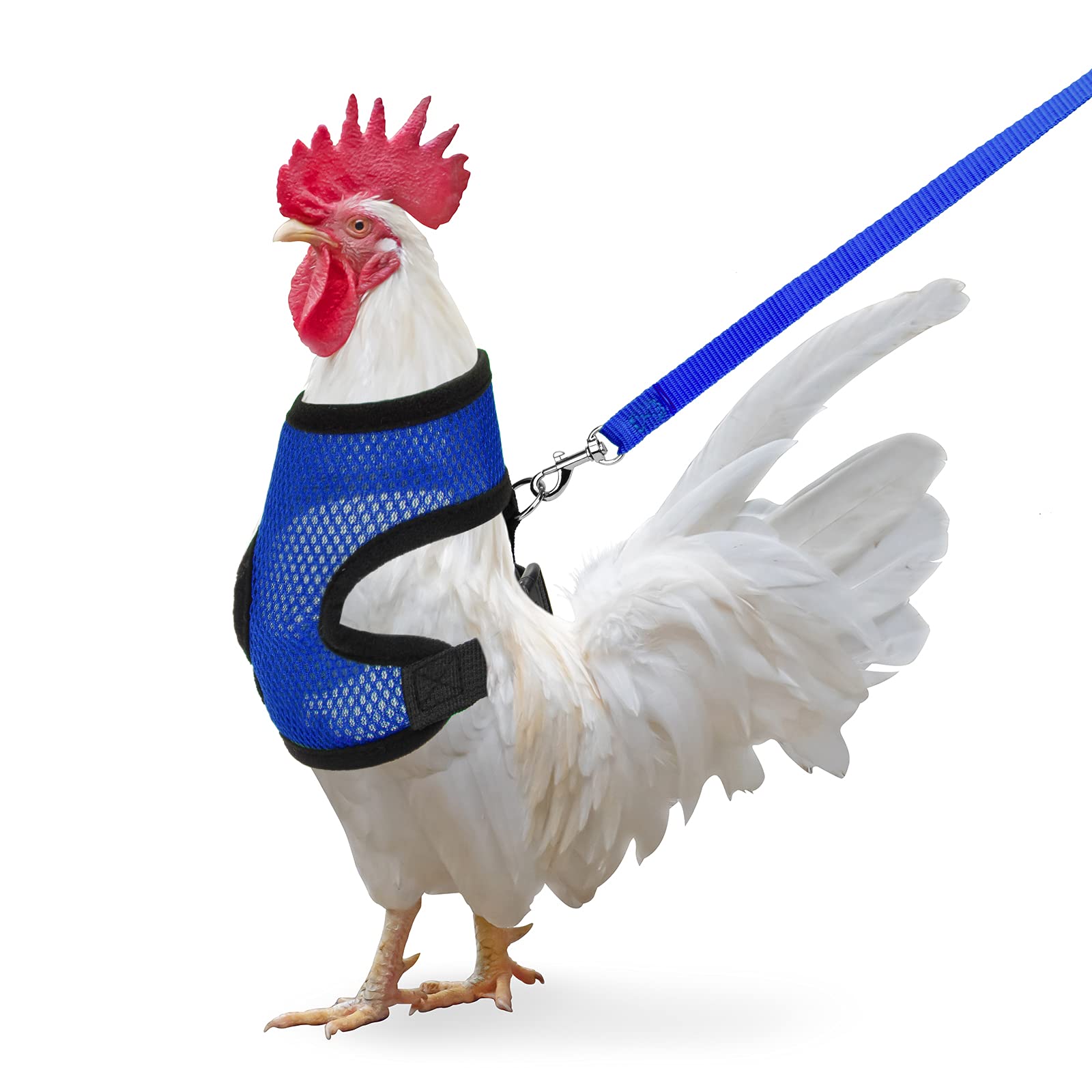 Chicken Harness with Leash, Adjustable Chicken Leash for Hens, Duck, Puppy (Blue, M)
