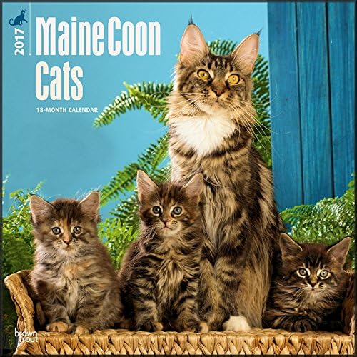 Maine Coon Cats Calendar 2017 ~ Deluxe Wall Calendar (12x12)