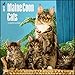 Maine Coon Cats Calendar 2018 - Deluxe Wall Calendar (12x12)