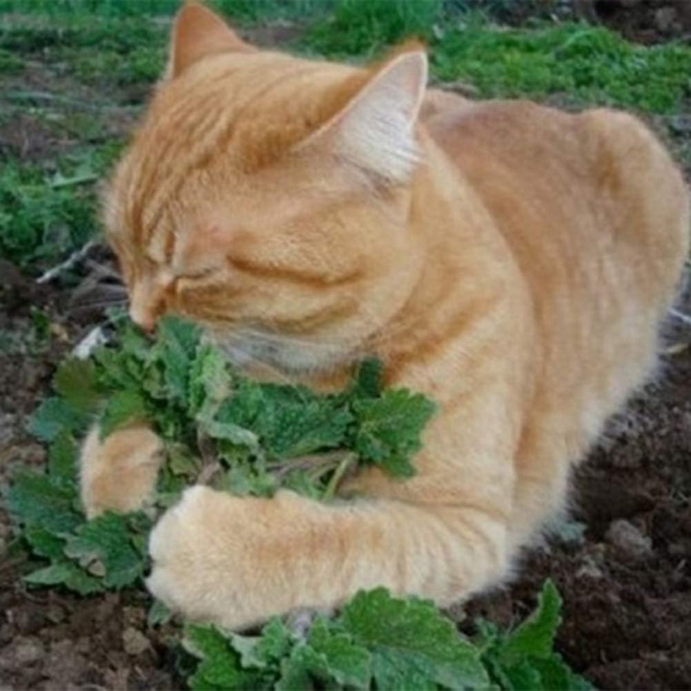 junshi11 50Pcs Cat Mint Catnip Bulk Seeds Rare Organic Aromatic Medicinal Herb Easily Grow,Annual Temperate Planting,Indoor Outdoor Decoration Garden Gifts 50pcs